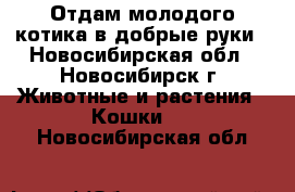 Отдам молодого котика в добрые руки - Новосибирская обл., Новосибирск г. Животные и растения » Кошки   . Новосибирская обл.